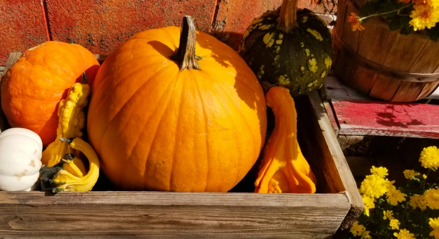 a bunch of pumpkins that are sitting in some boxes