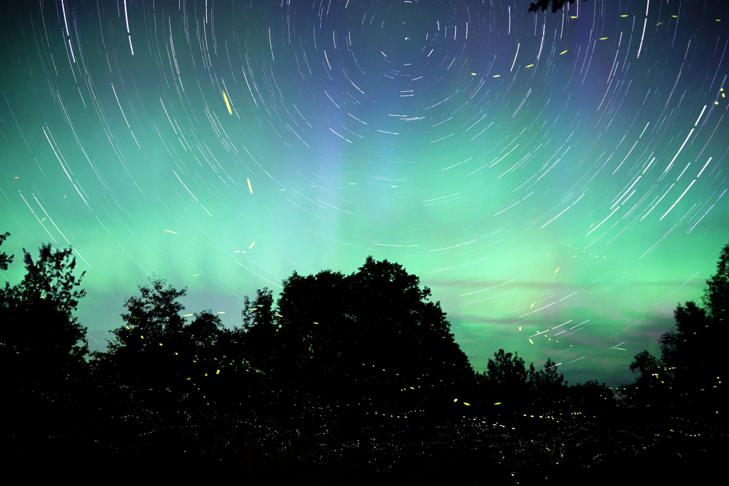 a view of stars in the sky over trees