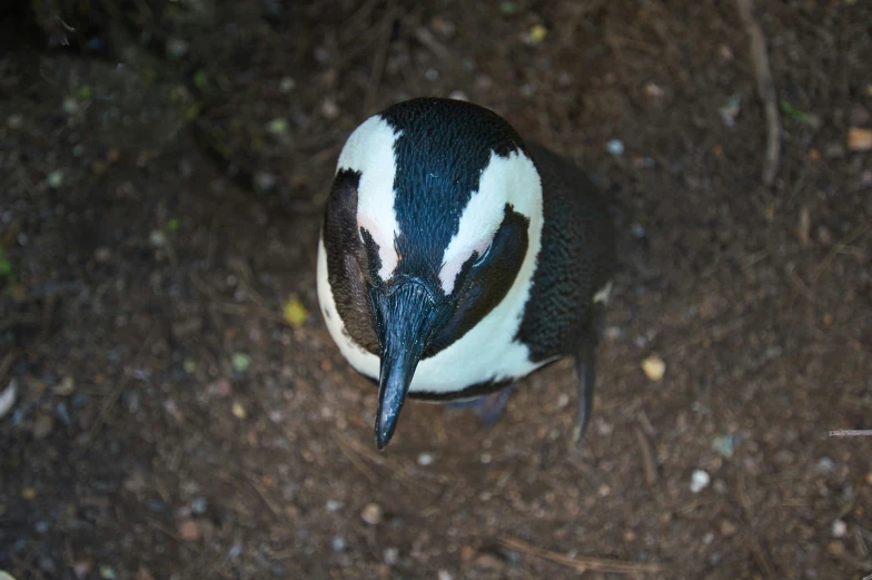 a little black and white bird standing next to its owner