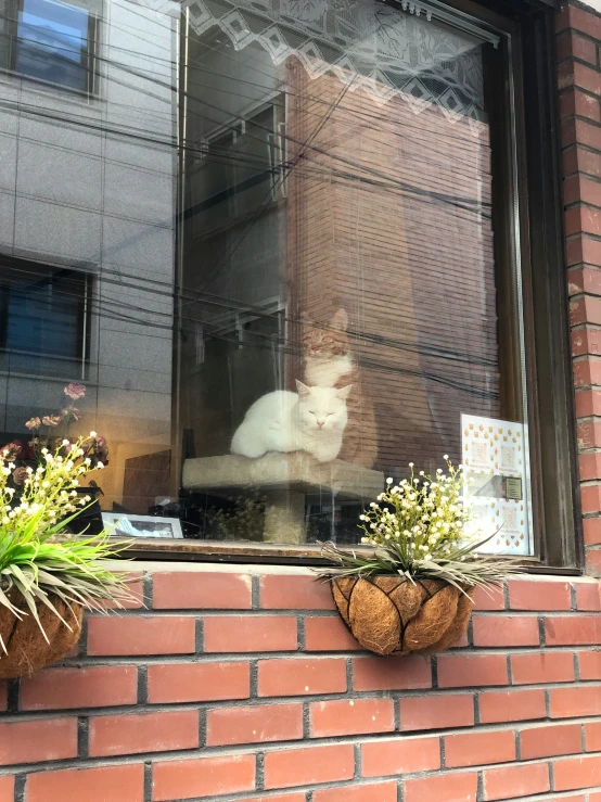 a white cat sitting in the window of a building