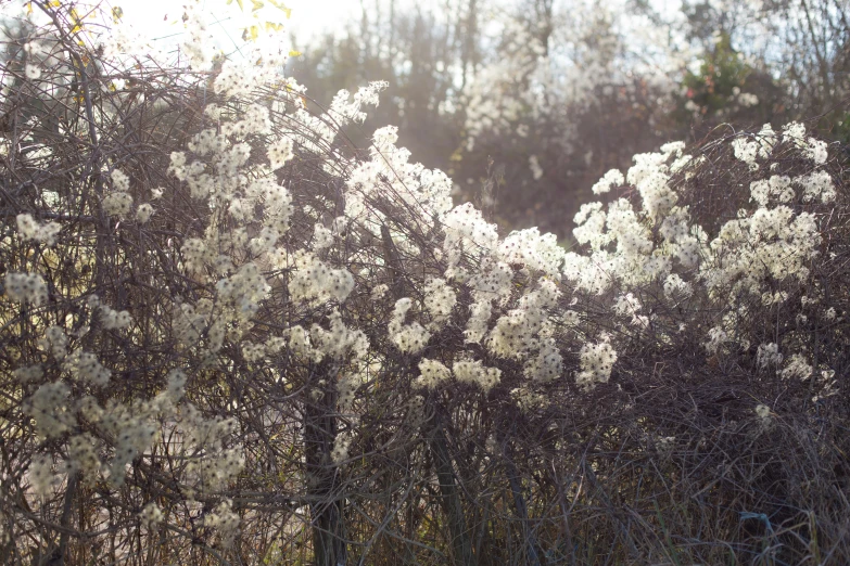 an image of white flowers growing in the field