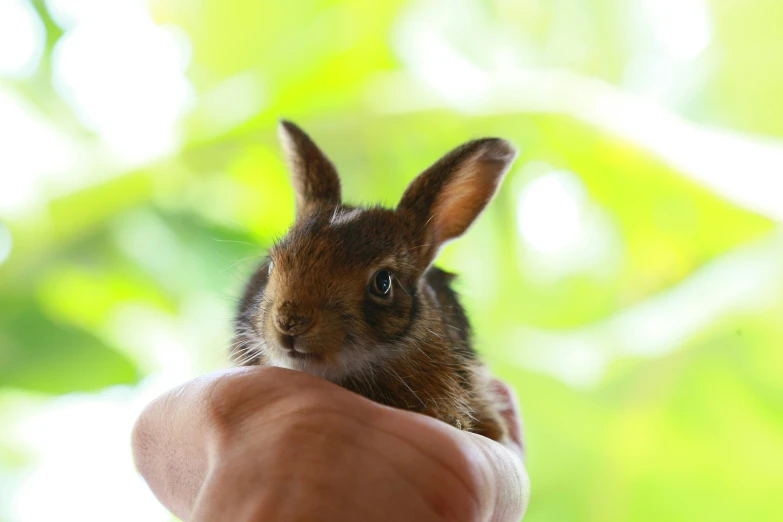 a small baby rabbit is holding a persons hand