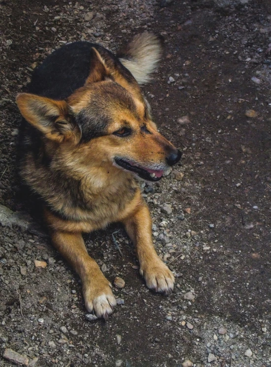 the dog is on the floor alone looking at the camera