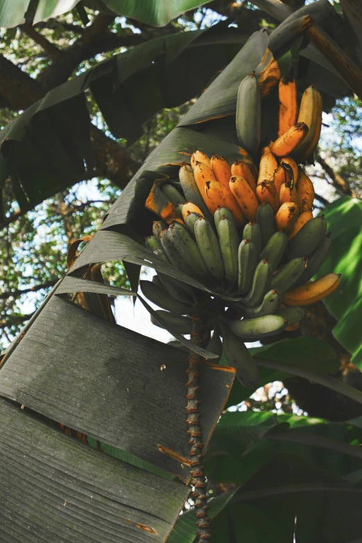 a bunch of ripe bananas hanging from a tree