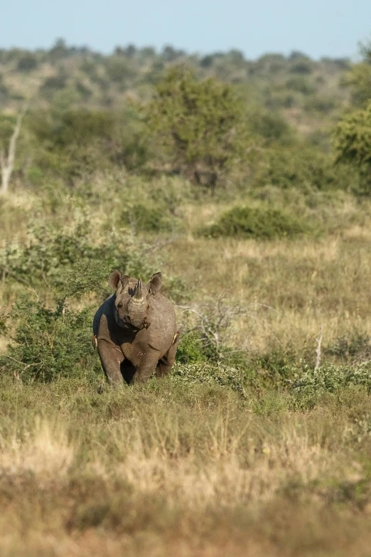 a rhino walking on dry grass in the wild