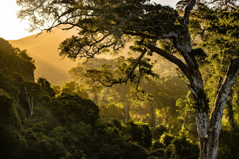 tree nches growing out of the ground as light breaks through the tops of mountains