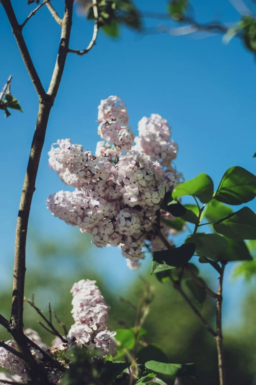 a purple flower on a tree and some leaves