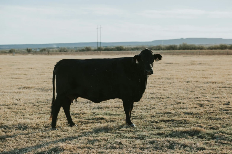 a big black cow in the middle of a plain