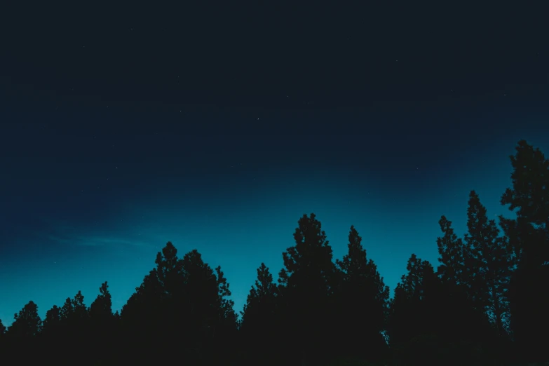 the night sky shows a faint light from the moon and trees