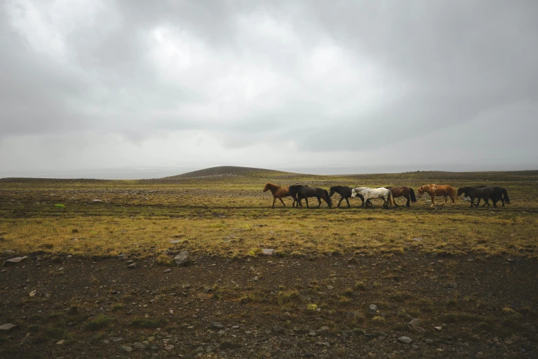 five horses in an open field under the cloudy sky