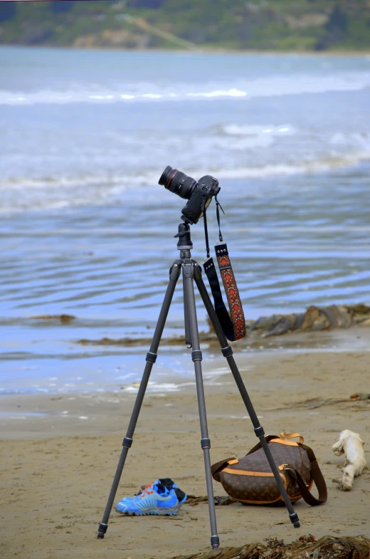 a tripod is sitting on a beach with cameras and a dog