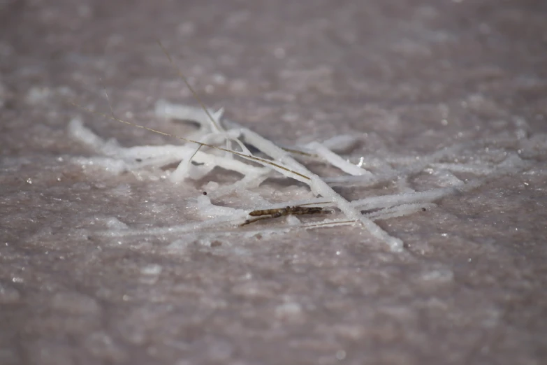 grass and white sprinkles on a gray floor