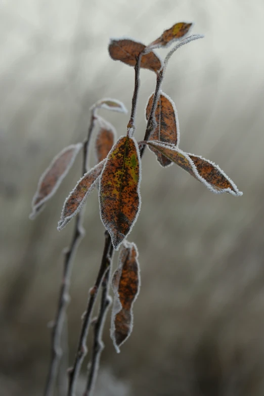 the leaves and stems have begun to turn brown