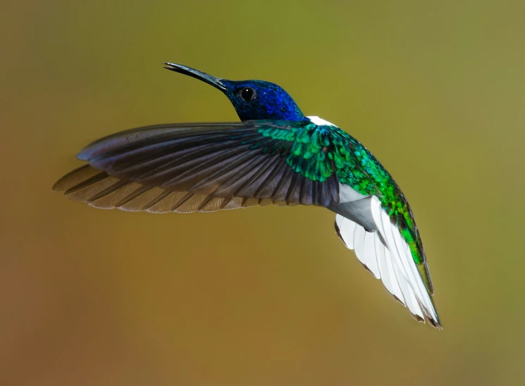 a colorful bird flies high up into the air