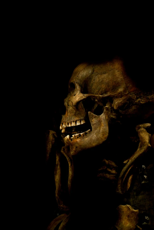 the skull and back of a skeleton are shown in the dark