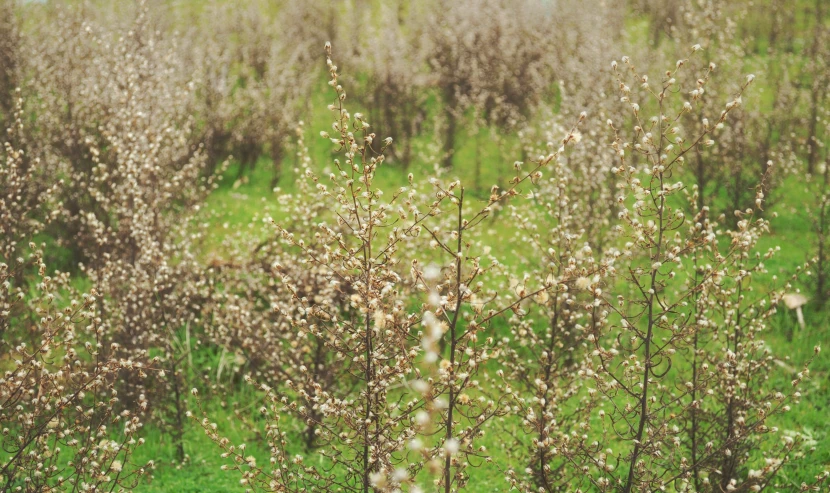 some white flowers some grass and brown bushes