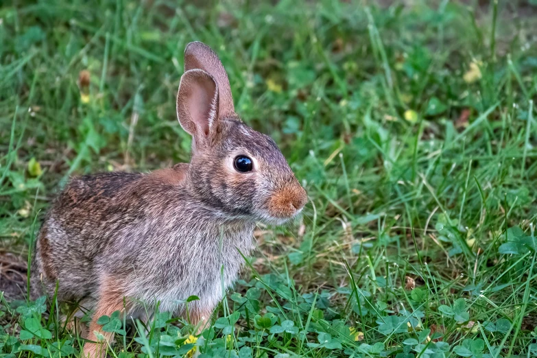 a brown bunny sitting in a green field