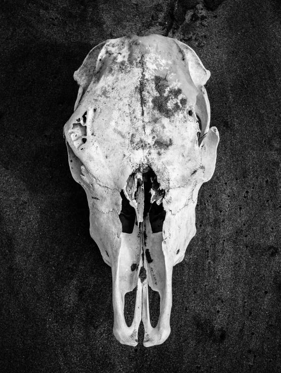 the top view of an animal's skull with its lower body missing