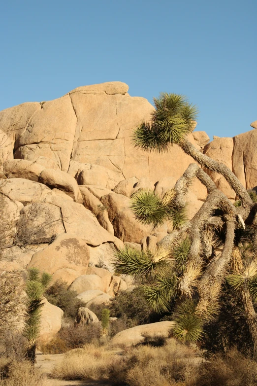 two zes walking near some rocks and trees