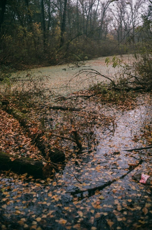 a small creek in the middle of a grassy area