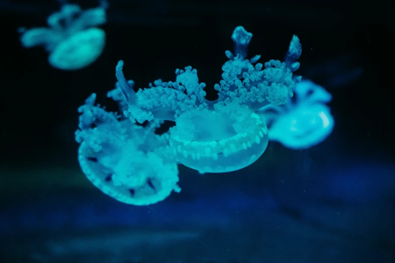 blue sea anemones glow in the dark water