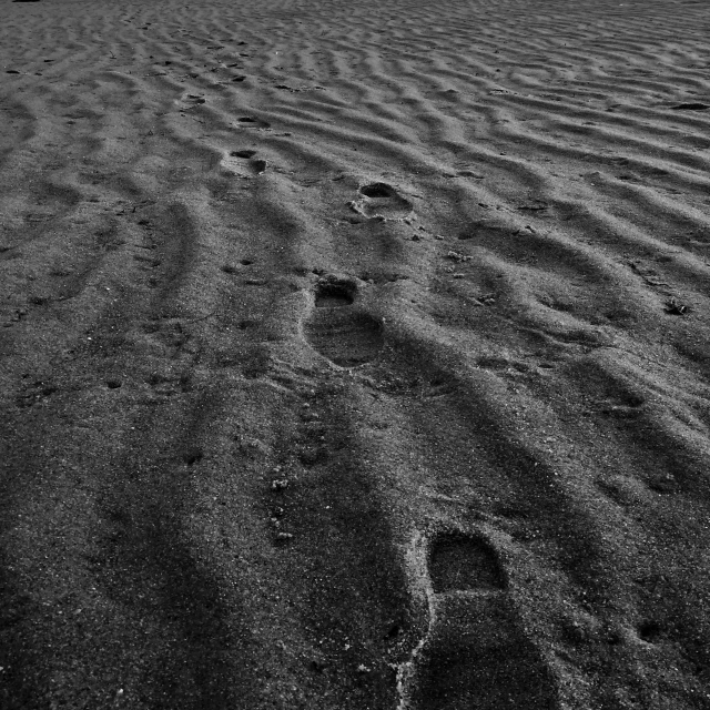 an animal trail leads to a large body of water