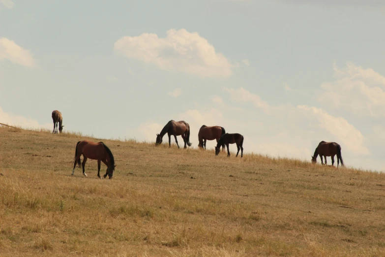 five horses grazing on a hillside with white clouds in the sky