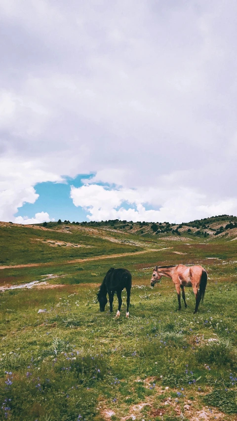 two cows are grazing in an open field