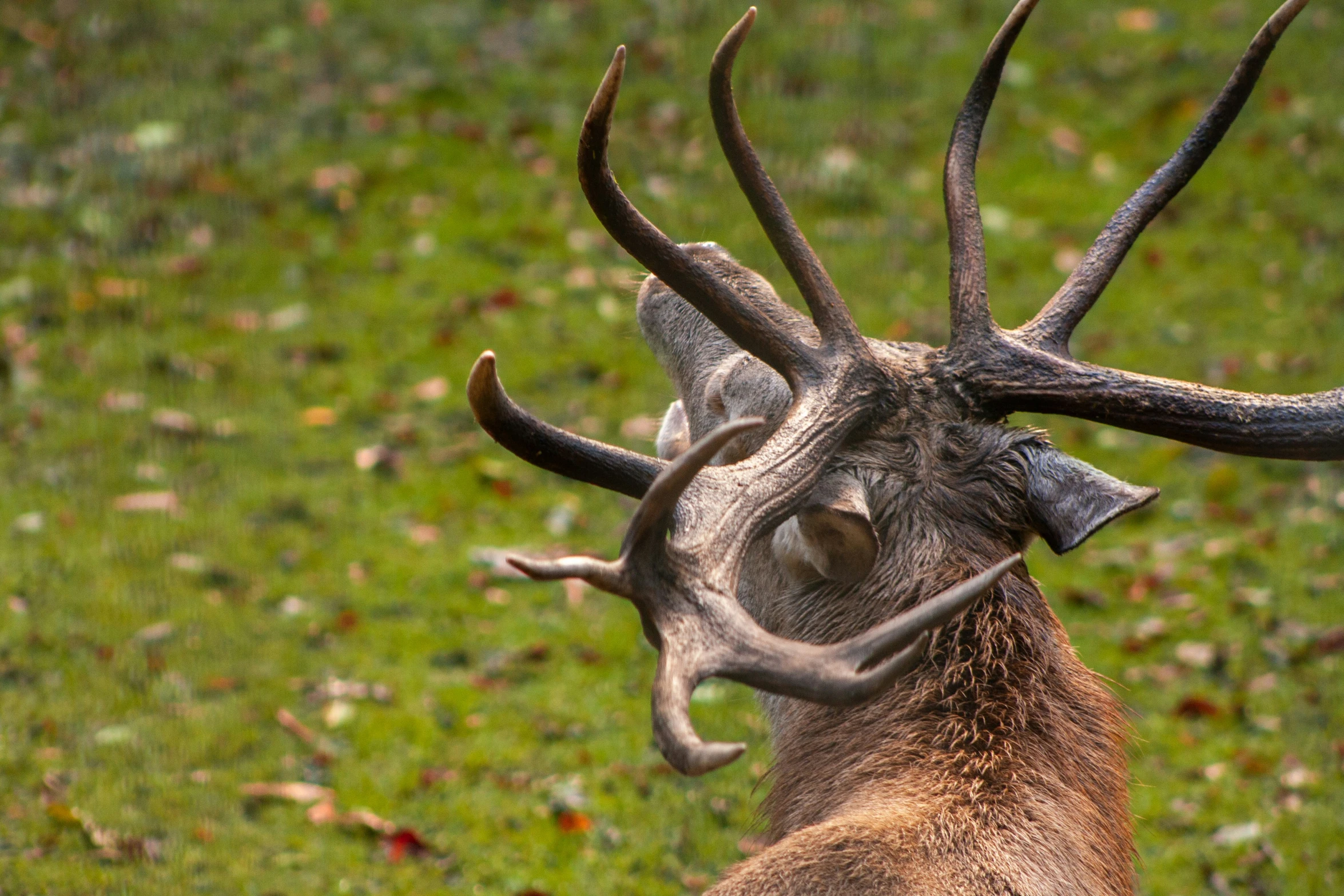 a deer with a goat antlers standing in the grass