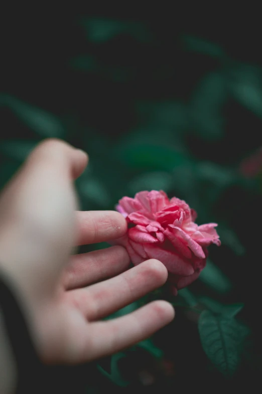 someone is holding a pink flower in their hand