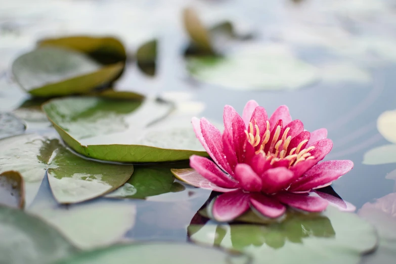 a flower sits in the middle of some water