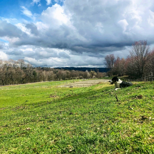 two cows in a field with trees and clouds