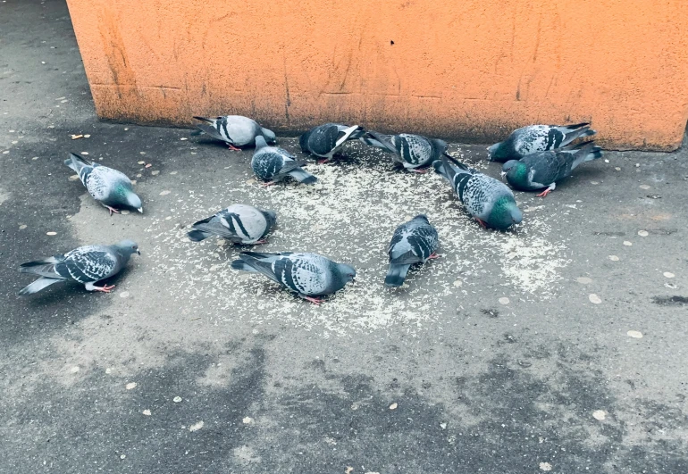 a flock of pigeons walking around on the ground