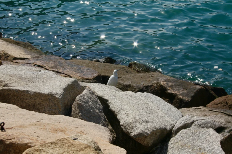 a seagull perched on rocks next to a large body of water