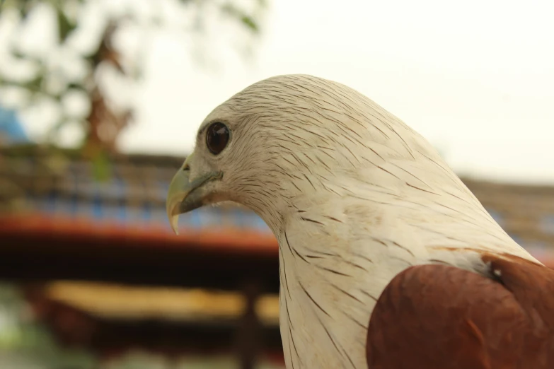 a large bird standing in a wooden enclosure