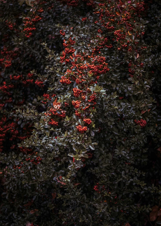 an image of a very beautiful red tree