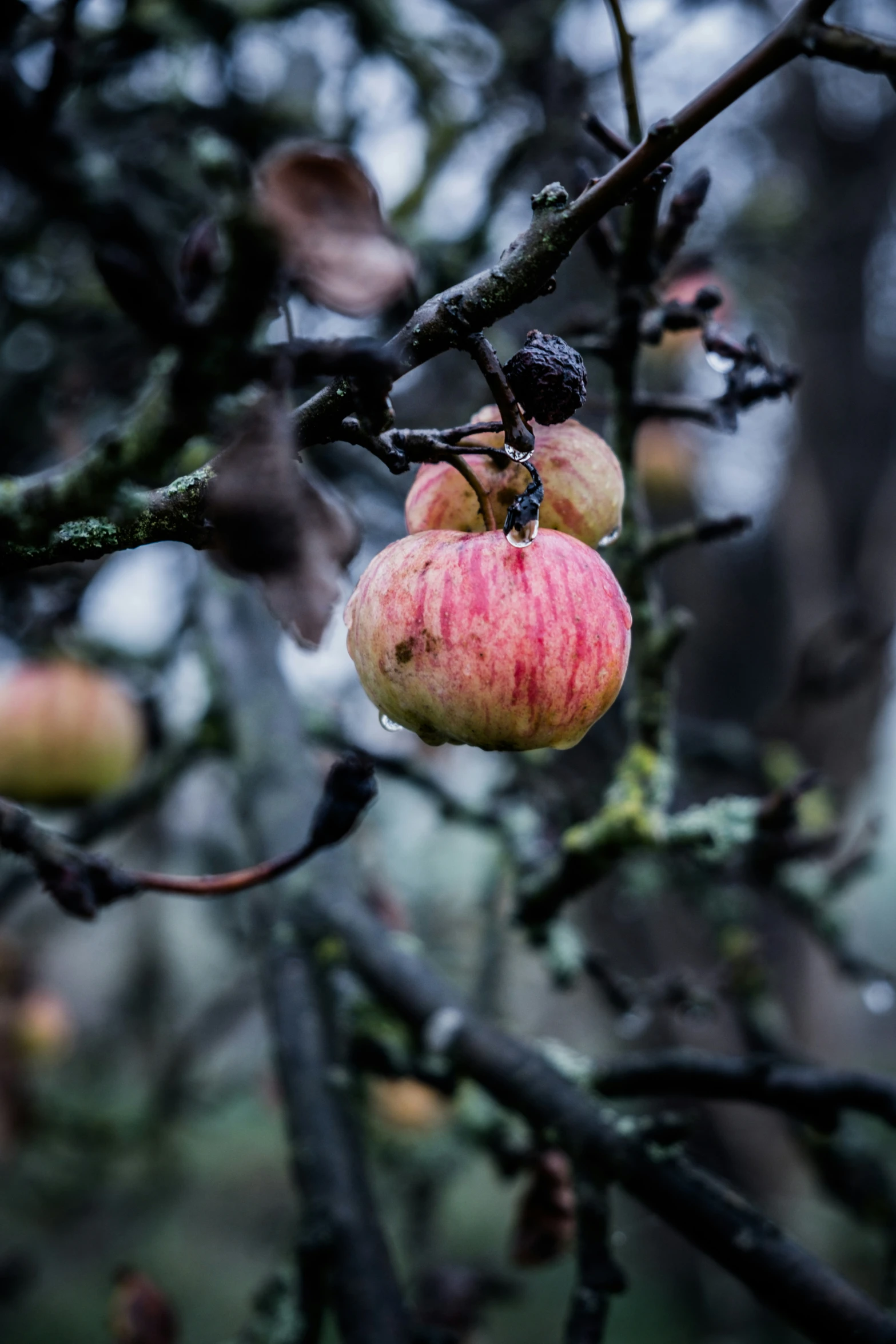 two apples hang from a tree and are still ripe