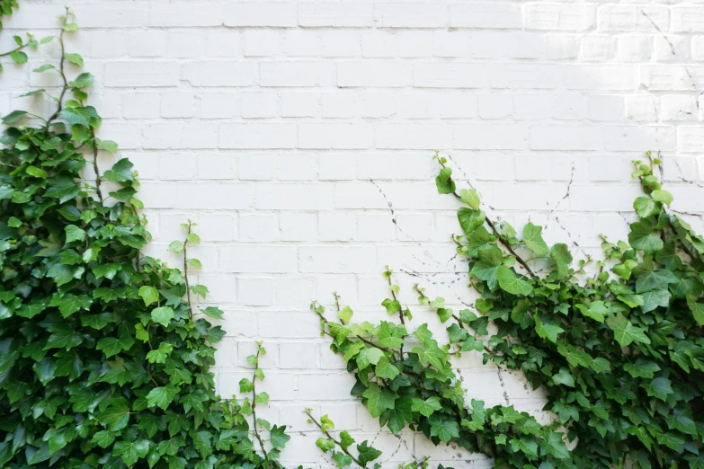 a bunch of greenery growing up the side of a brick wall