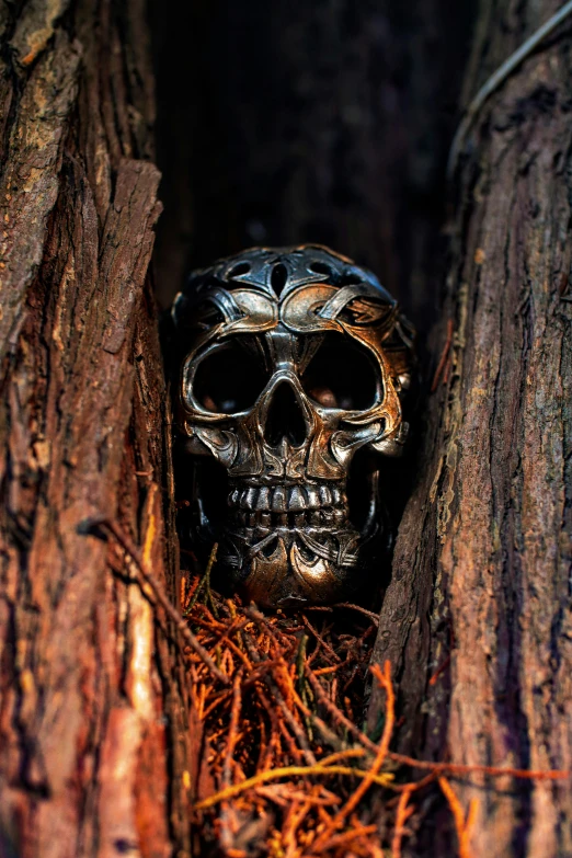 a skull heads out of the bark of a tree