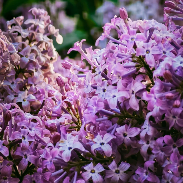 lavender flowers are blooming in the garden