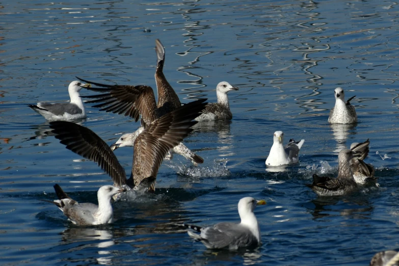 an ostrich and its birds are standing in the water