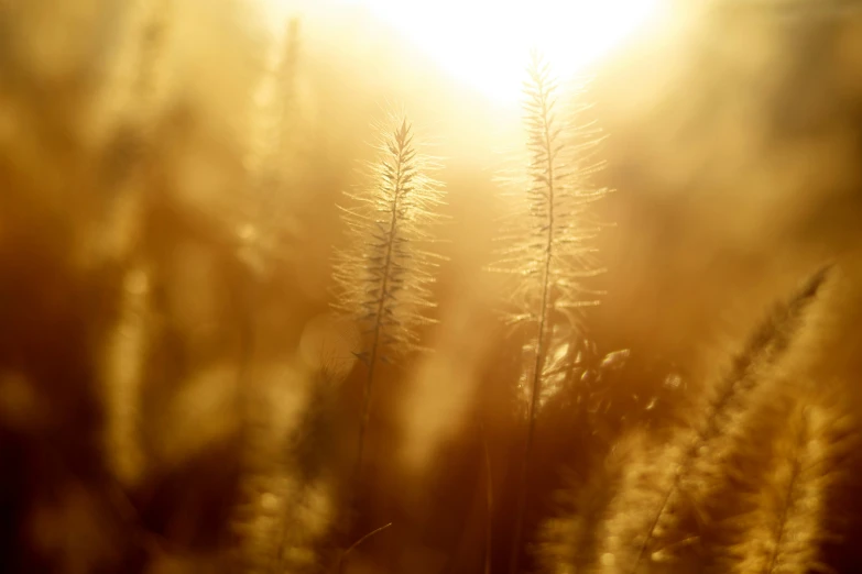 some green and yellow plants with the sun shining through them