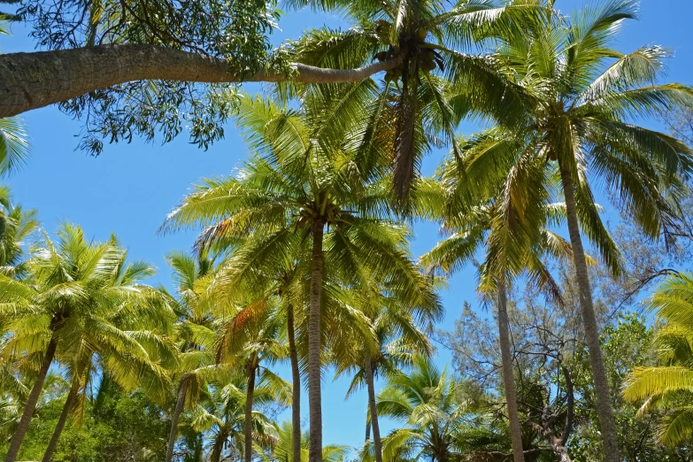 a bench sits beneath the lush canopy of palm trees