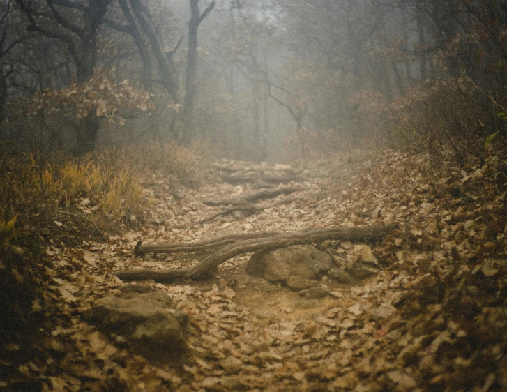 an empty path through the woods in fog