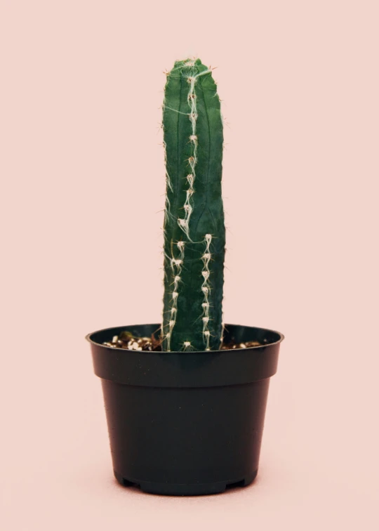 a close up of a cactus plant in a flower pot