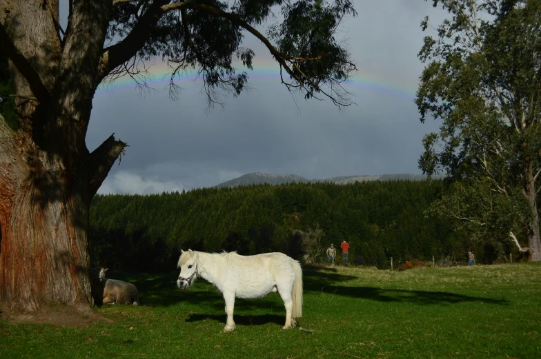 a white horse standing in the grass next to a rainbow