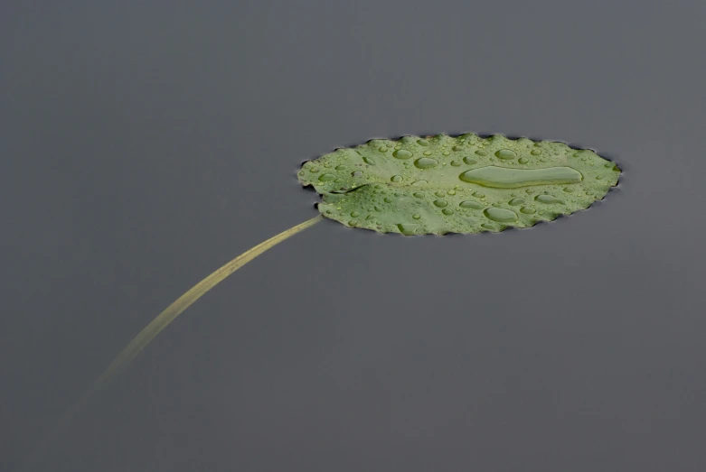 an algae plant with a single long stem is floating in the water