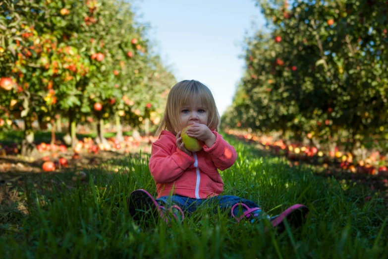 a  sits in a green field eating