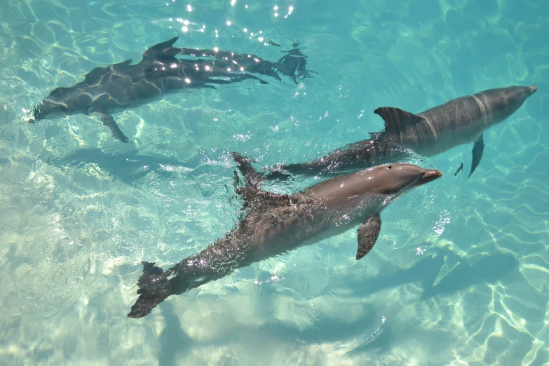 three dolphins swimming in a pool with another one