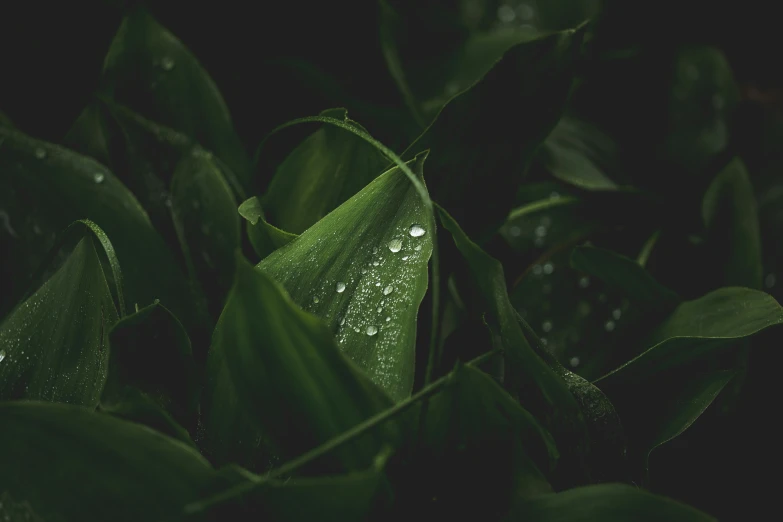 a leaf with rain droplets on it sits in the middle of a dark field